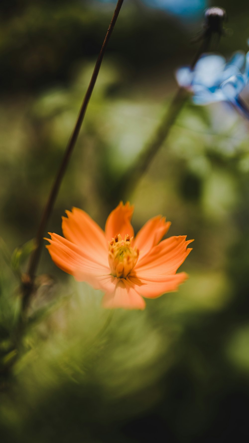 flor de pétala laranja
