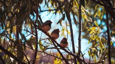 three birds in a tree during daytime