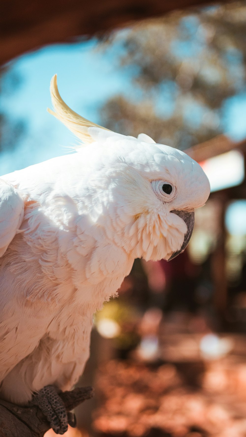 white cockatoo