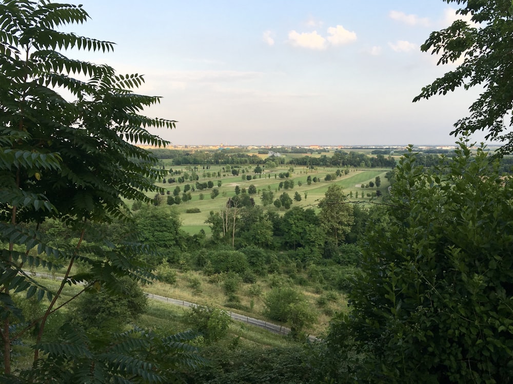 green-leafed trees