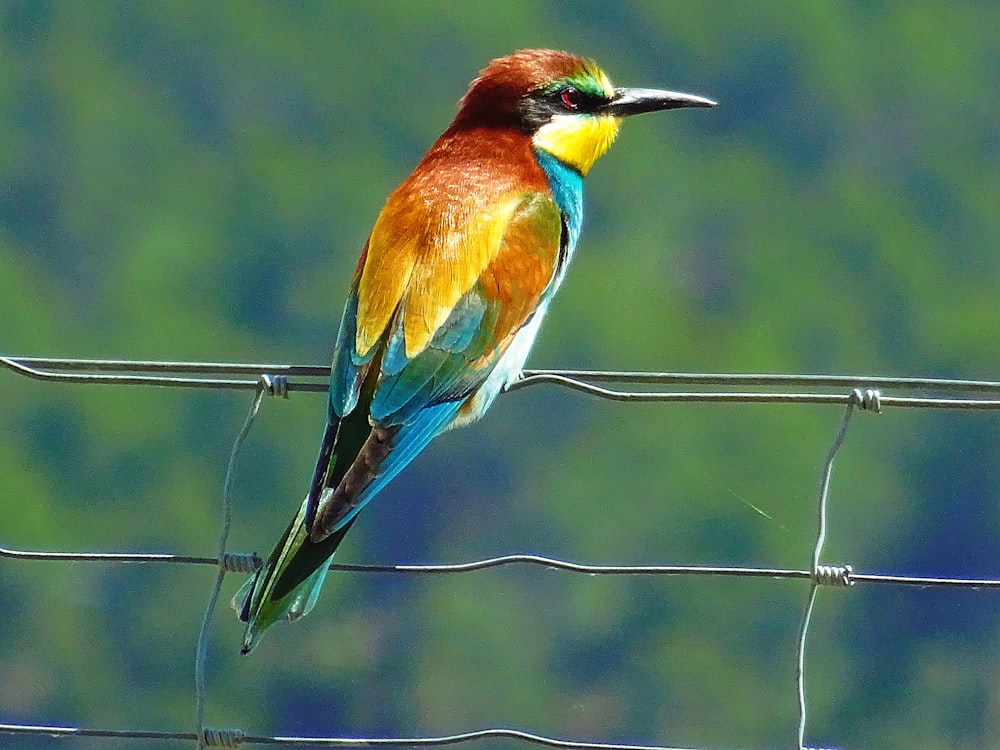 Foto de primer plano del pájaro