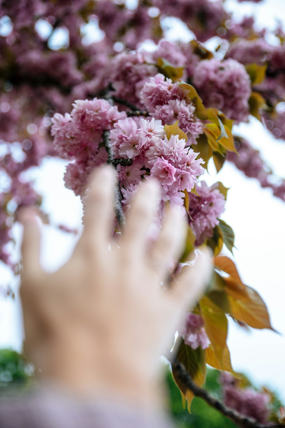 person reaching for flowers