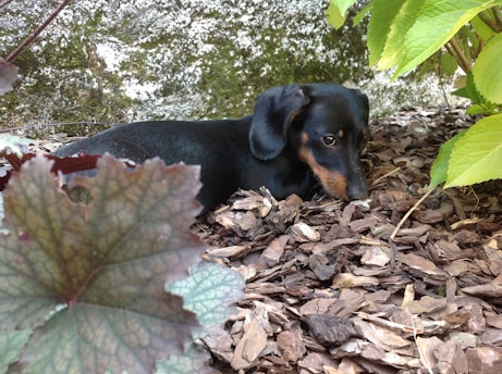 A cozy dog kennel with soft bedding surrounded by greenery on sanctuary grounds.