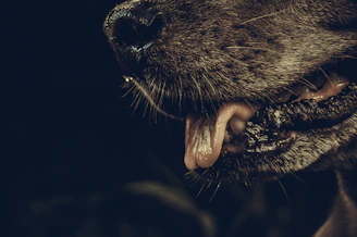 short-coated black dog