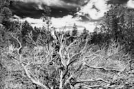A landscape featuring dense, intricate branches of trees with a dramatic sky filled with clouds in the background. The scene is captured in black and white, emphasizing the stark contrasts and textures of the natural setting.