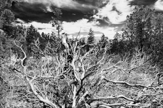 A landscape featuring dense, intricate branches of trees with a dramatic sky filled with clouds in the background. The scene is captured in black and white, emphasizing the stark contrasts and textures of the natural setting.