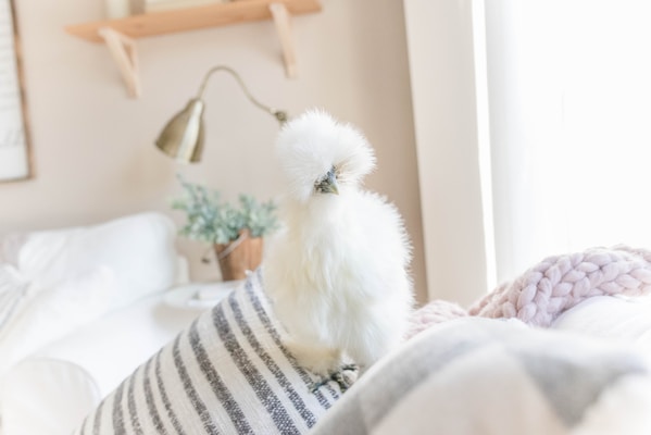 Ejemplar Kollonka sin cola