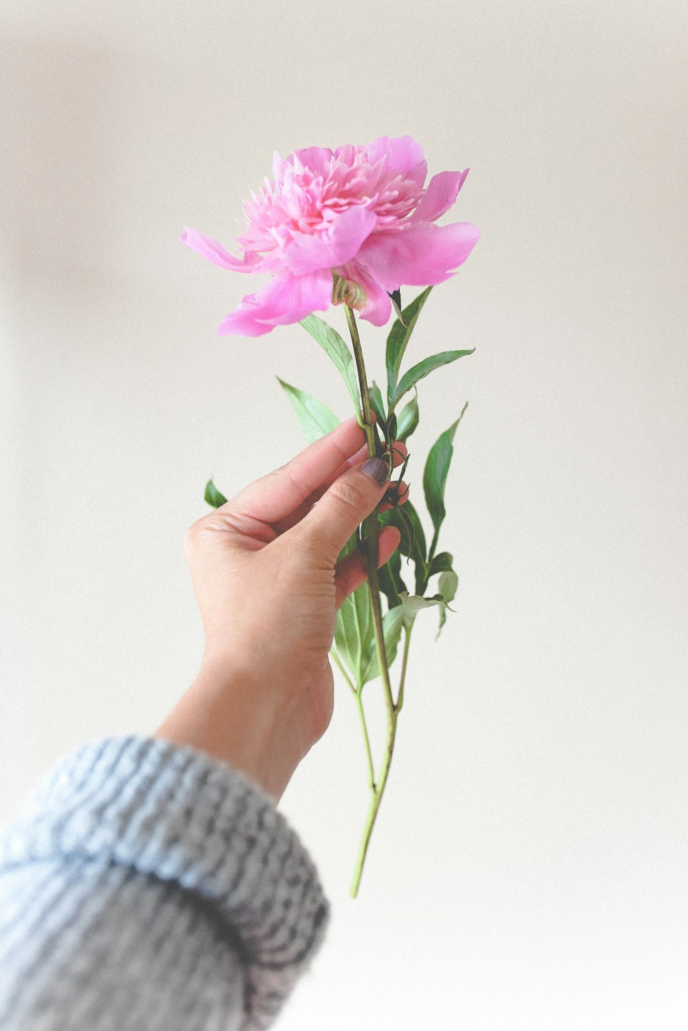 person holding a pink petaled flower close-up photography