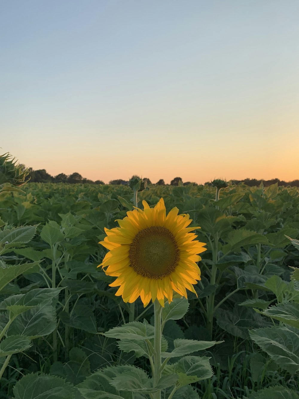 sunflower