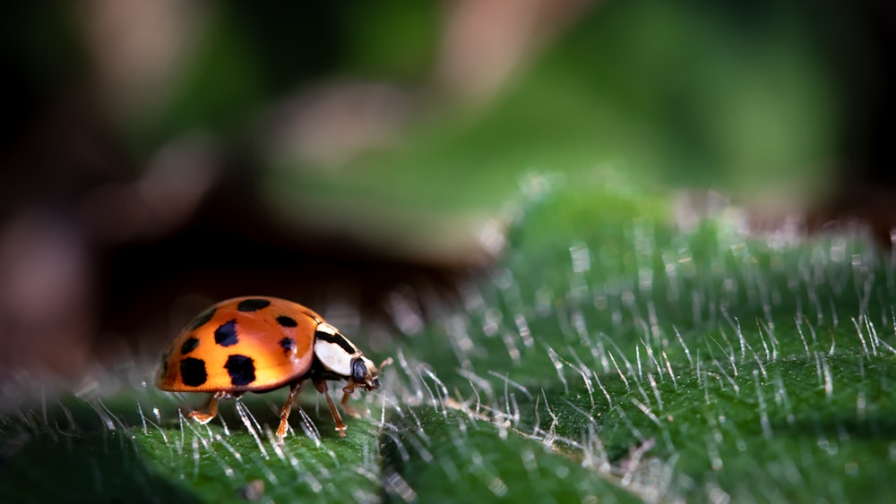 closeup photo of ladybug