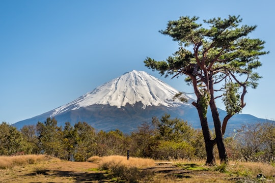 green-leafed trees growing at the bottom of the mountain in Saiko Japan