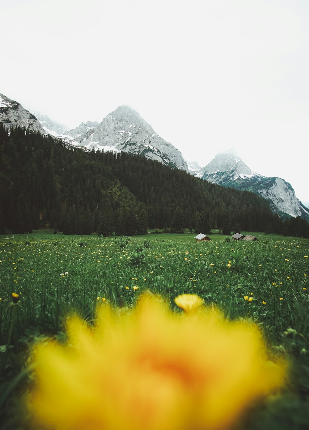 yellow-petaled flower