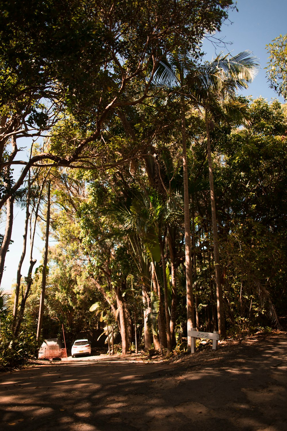 white car parking near green tall trees