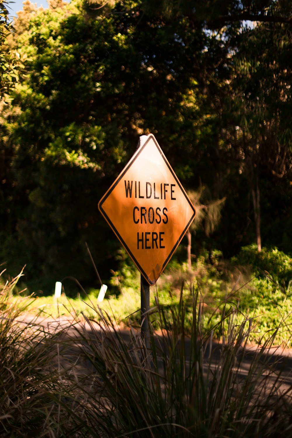 wildlife cross here signage near road