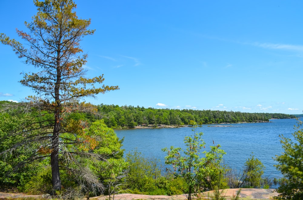 green trees near body of water during daytime