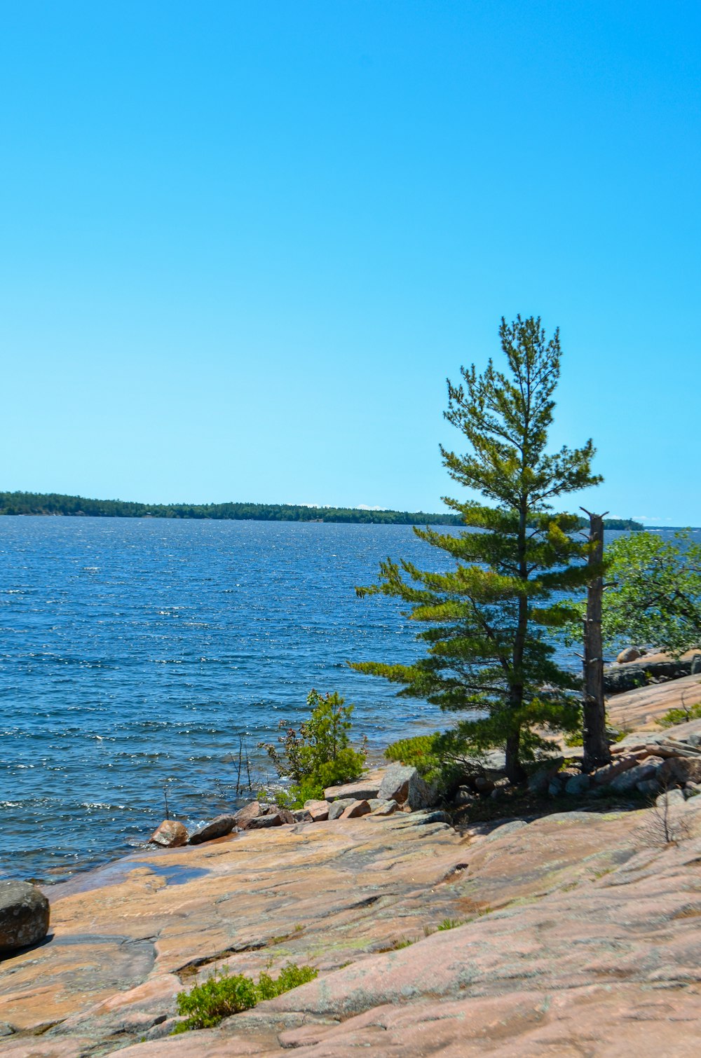 green pine tree at the shore during daytime