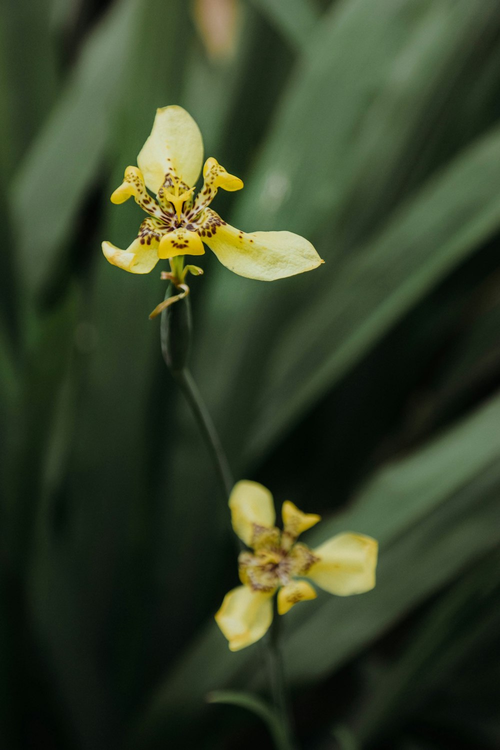 orquídeas amarelas