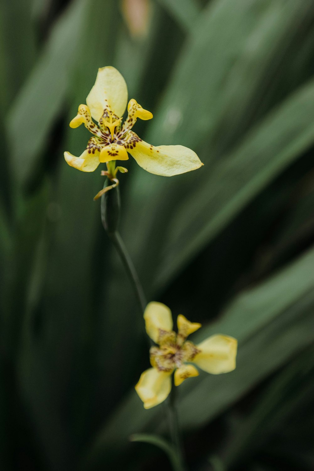 yellow orchids