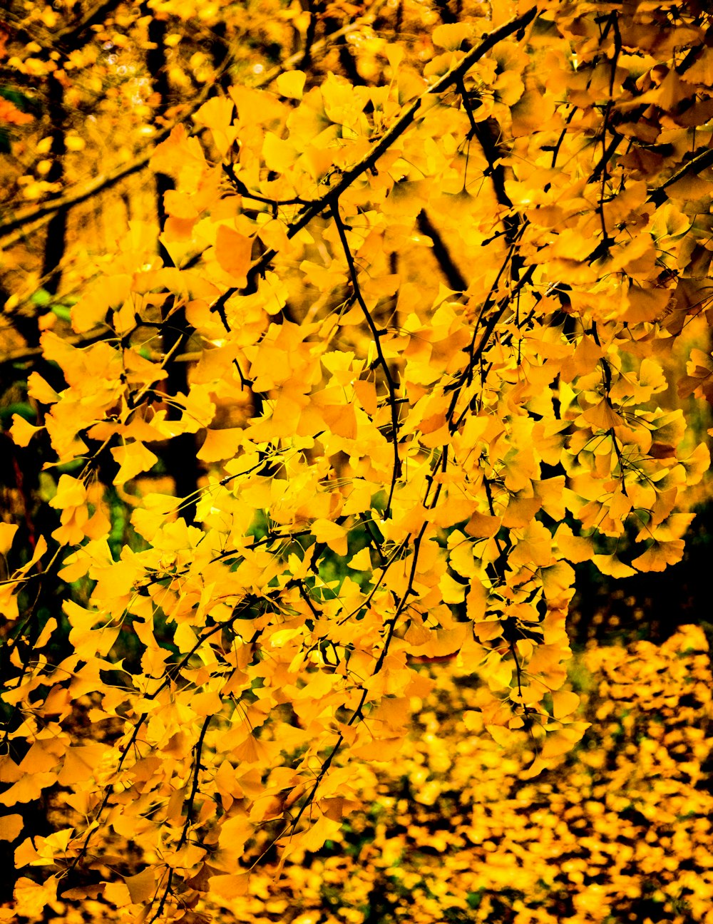 yellow leaf trees