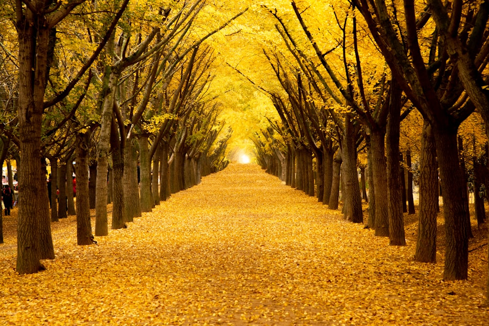 yellow leaves falling on ground