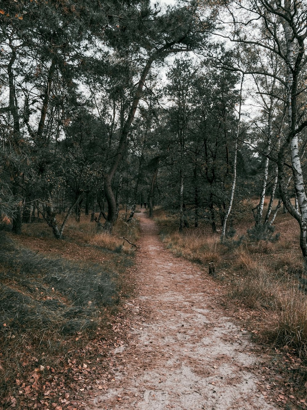 pathway between trees at daytime