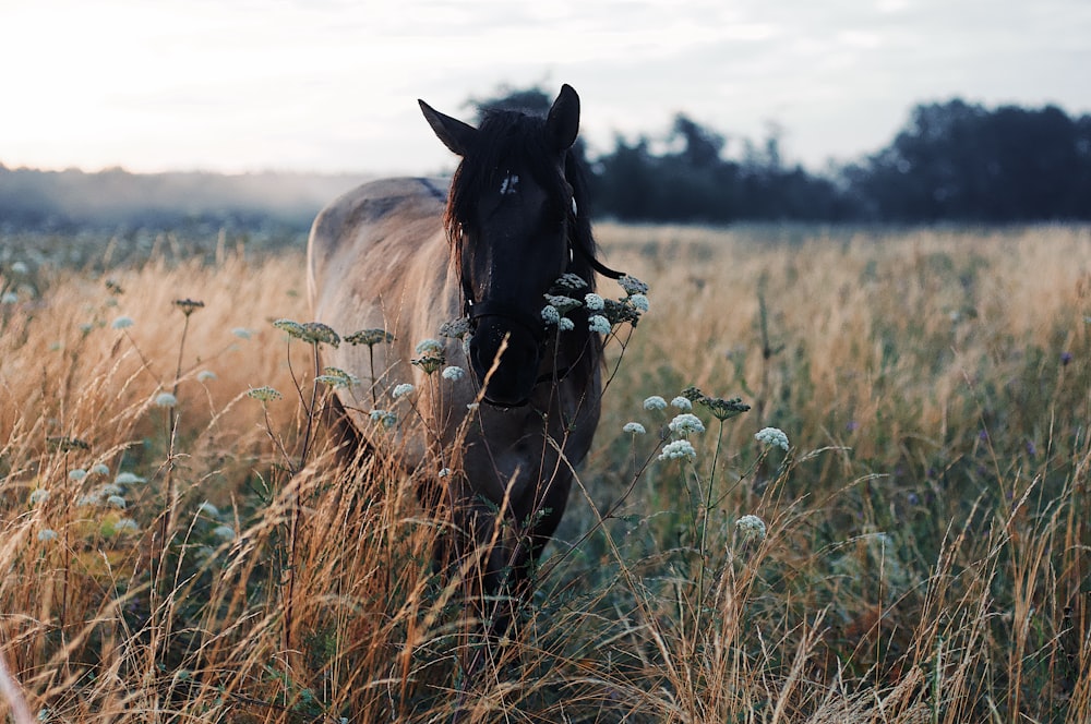 brown horse on grass field