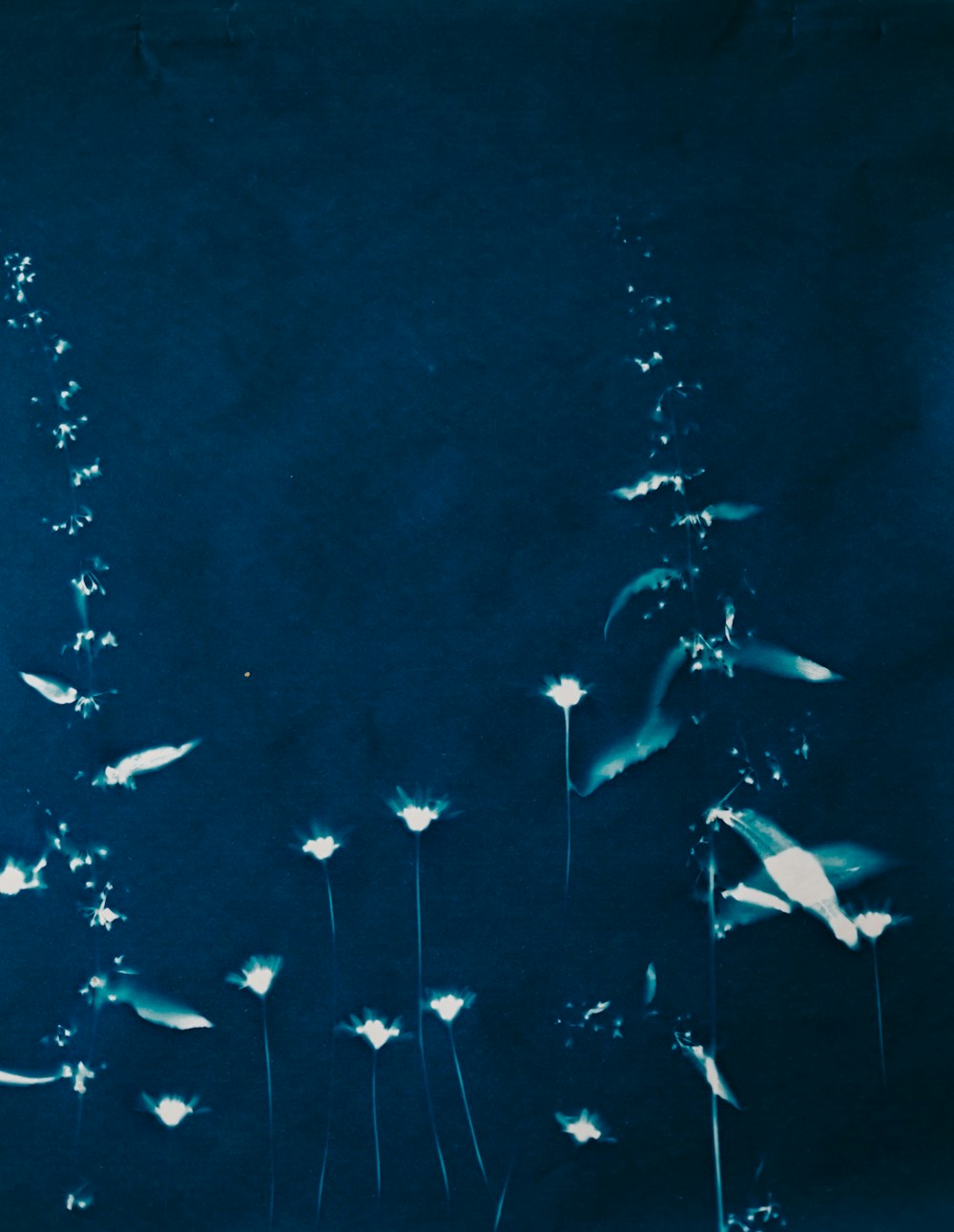 a group of birds flying over a field of dandelions