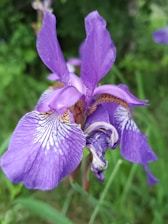 A vibrant purple iris flower with intricate white and yellow markings on its petals is in focus, set against a backdrop of lush green foliage.