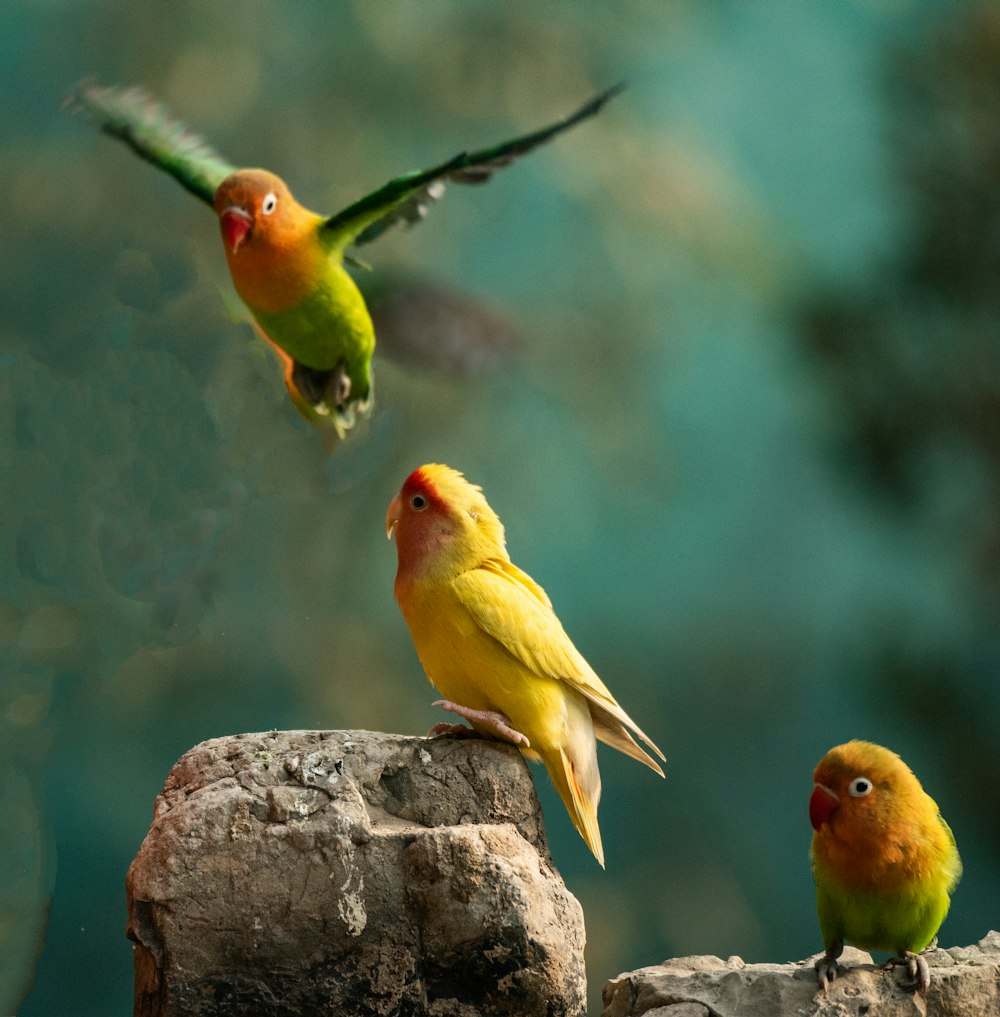 three yellow-and-green birds