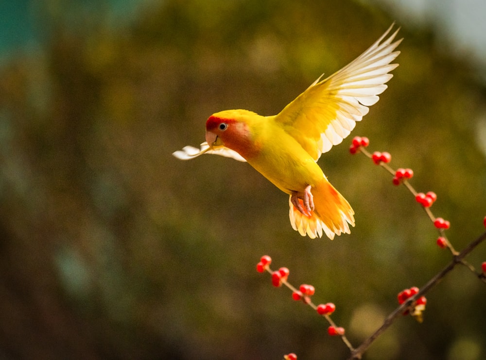 黄色と赤のセキセイインコが飛んでいる