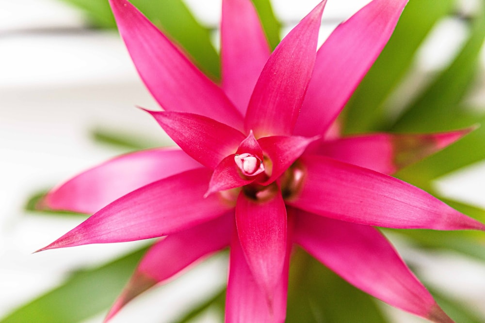 pink-petaled flower