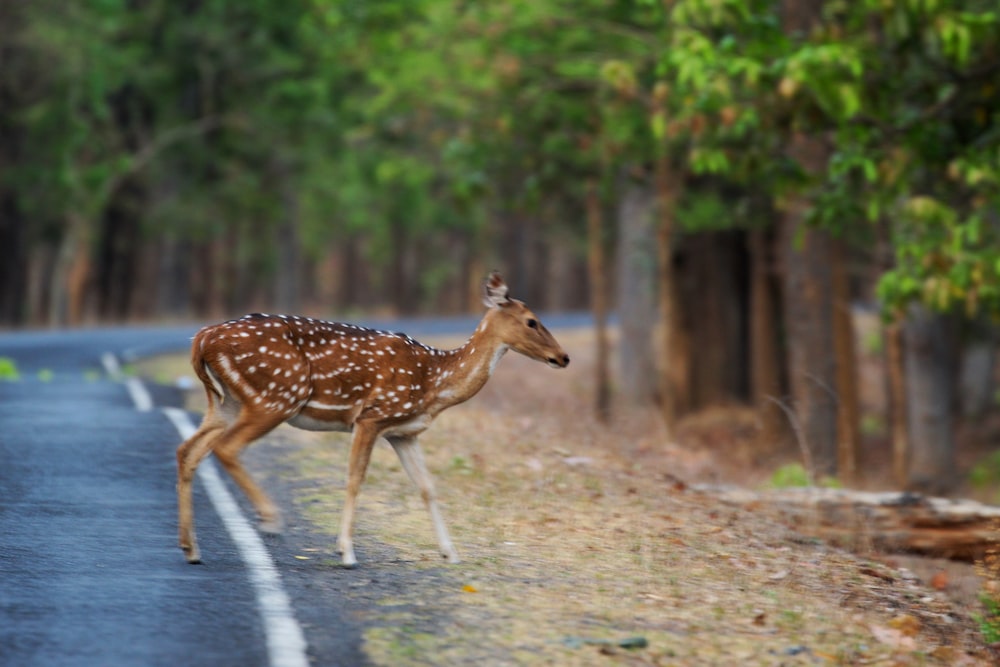 brown deer near trees