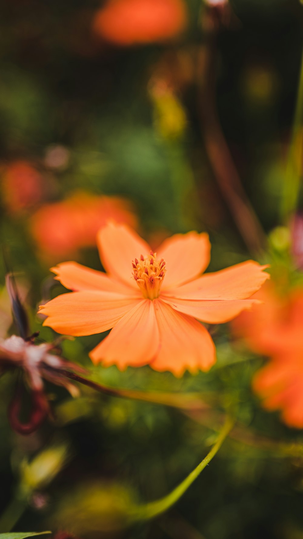 a close up of an orange flower with other flowers in the background