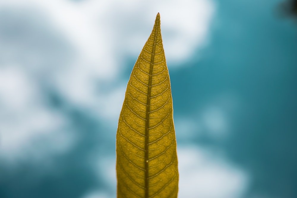 green leaf