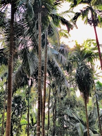 Tall palm trees with long, slender trunks reach up towards the sky, surrounded by dense greenery. Sunlight filters through the canopy, creating a play of light and shadows on the leaves and tree trunks.