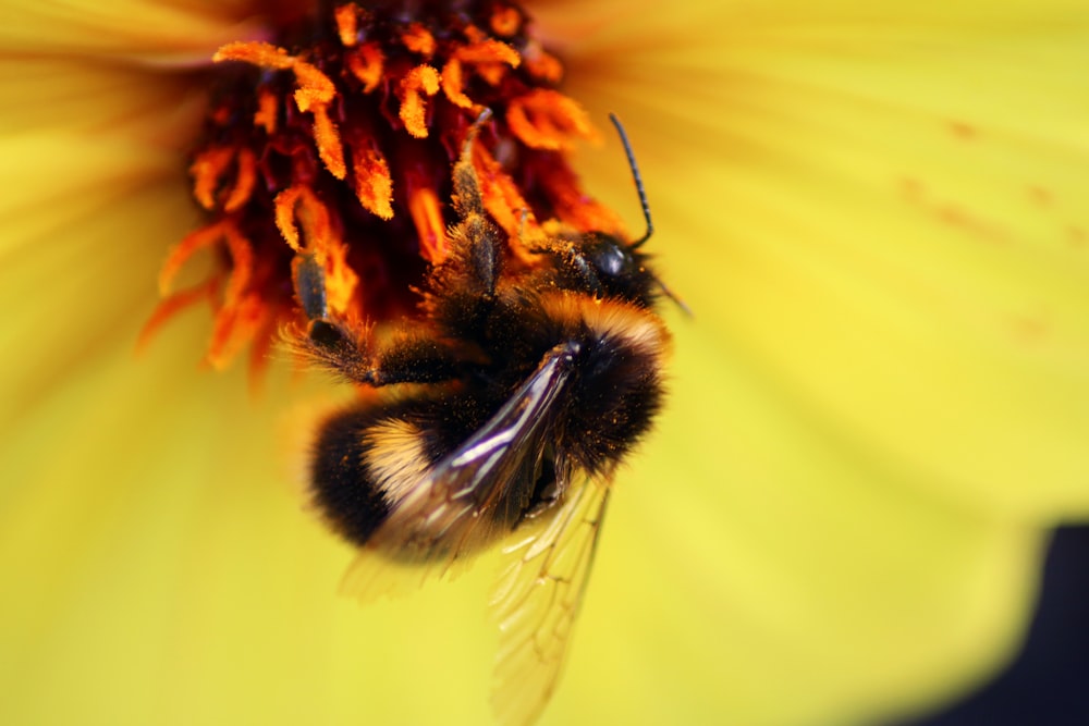 a close up of a bee on a yellow flower