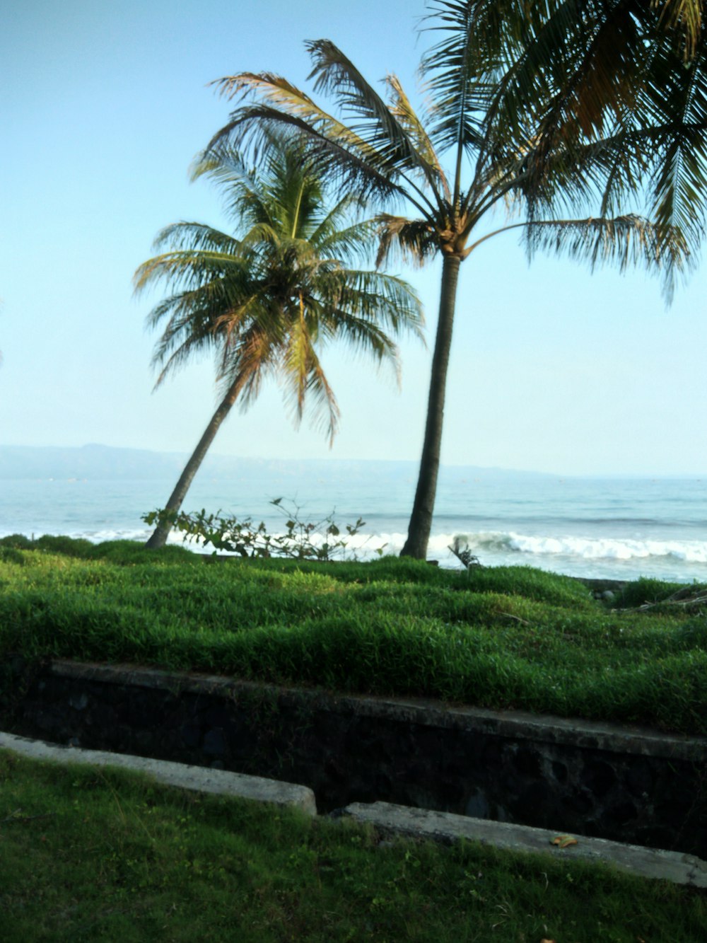 a couple of palm trees sitting on top of a lush green field