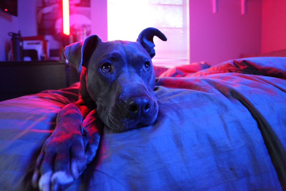 adult gray American pit bull terrier prone lying on bed