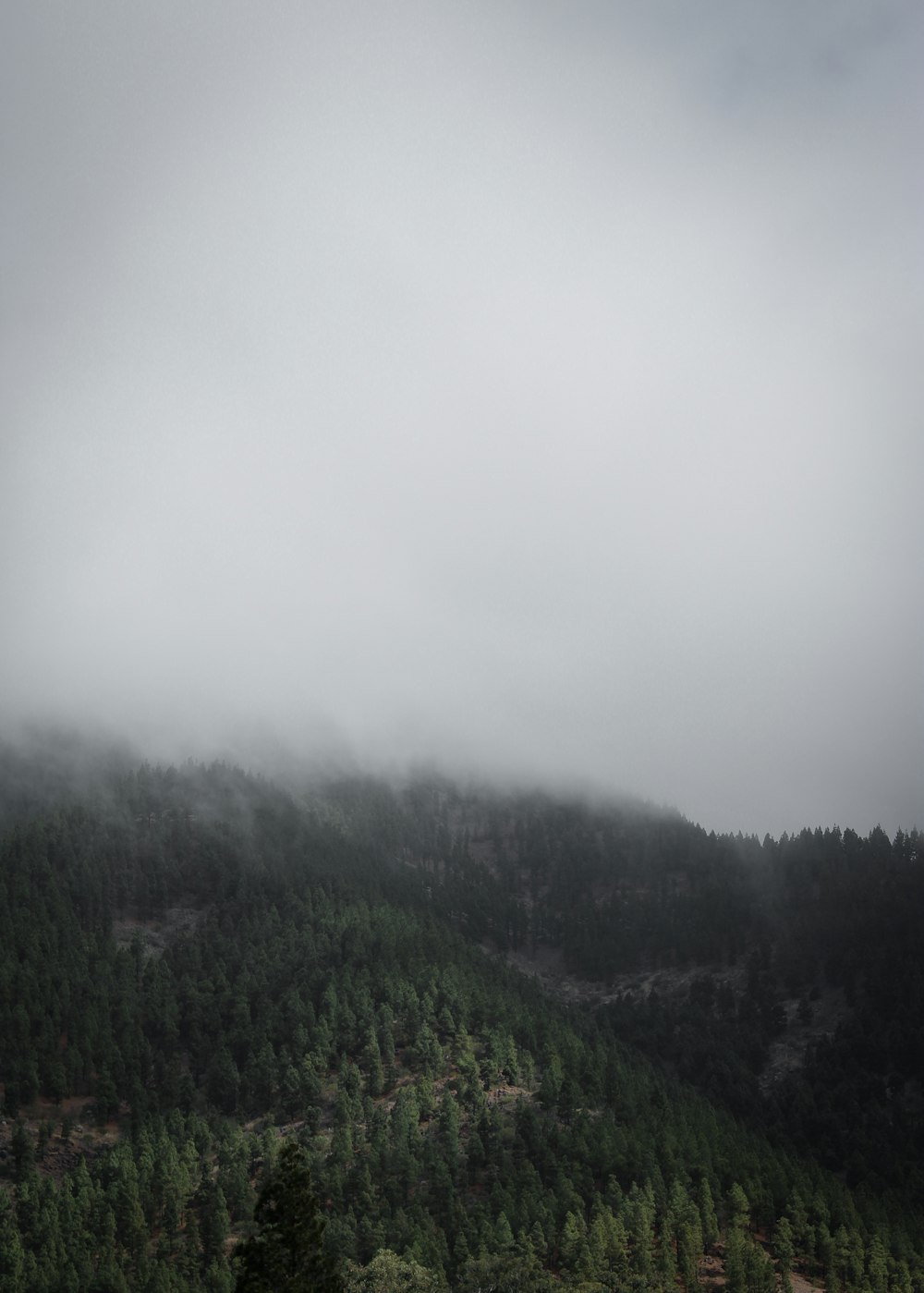 aerial view of pine trees during daytime