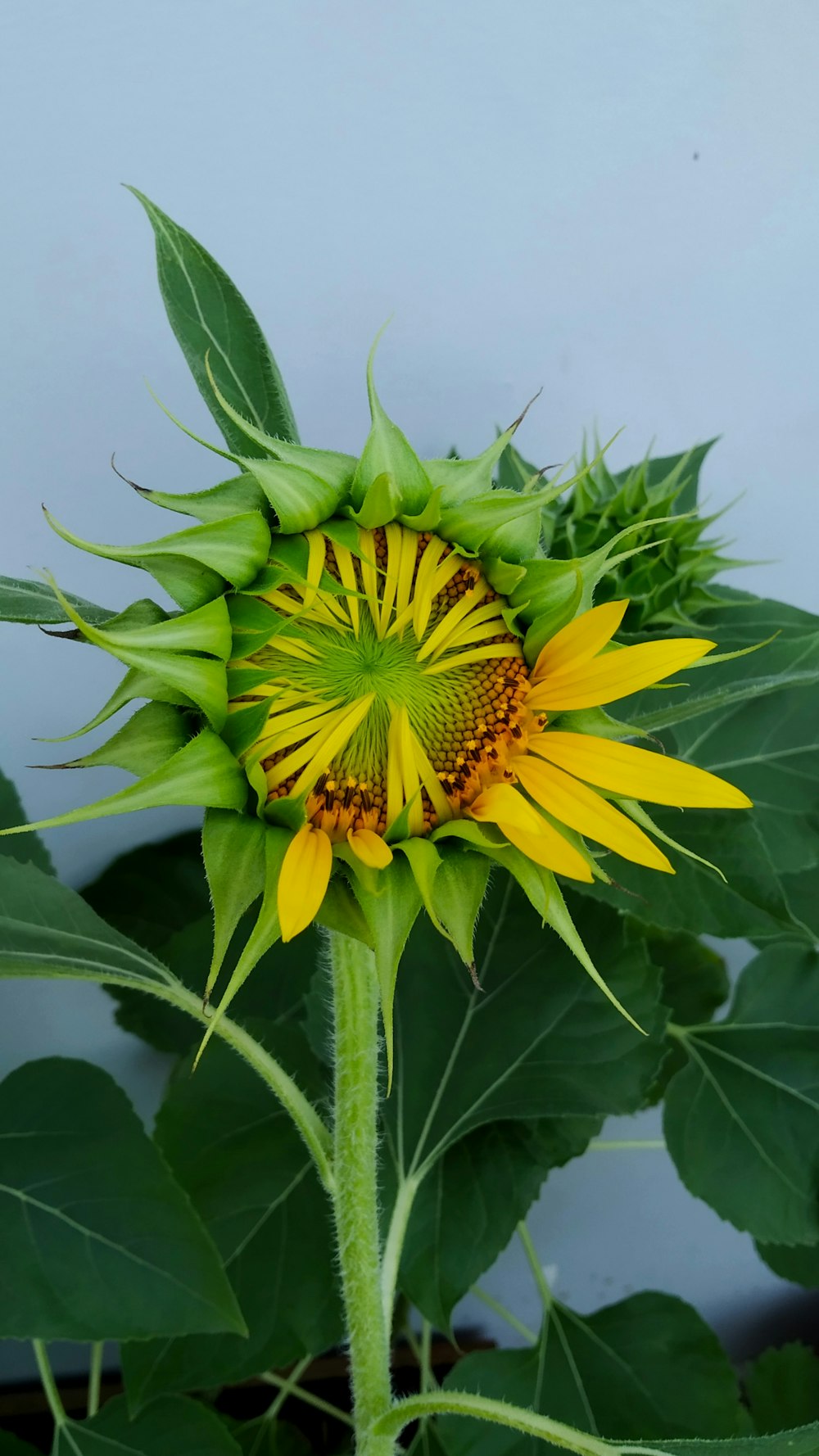 yellow petaled flowers