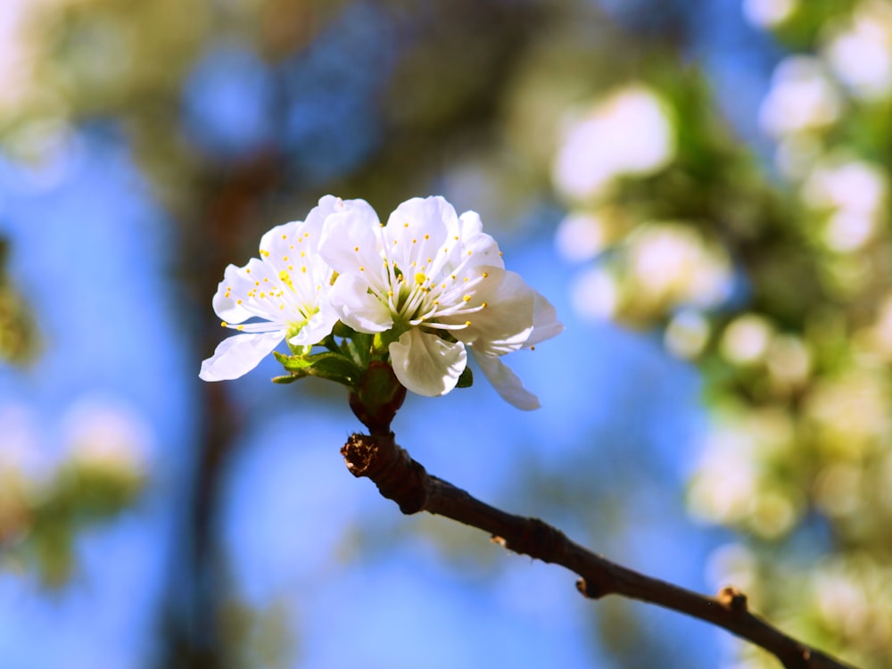 white cluster flower in close-up photography