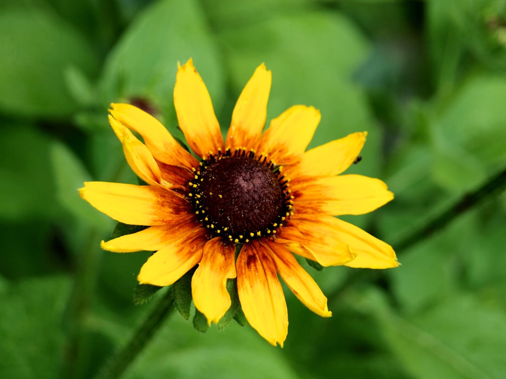 blooming yellow sunflower