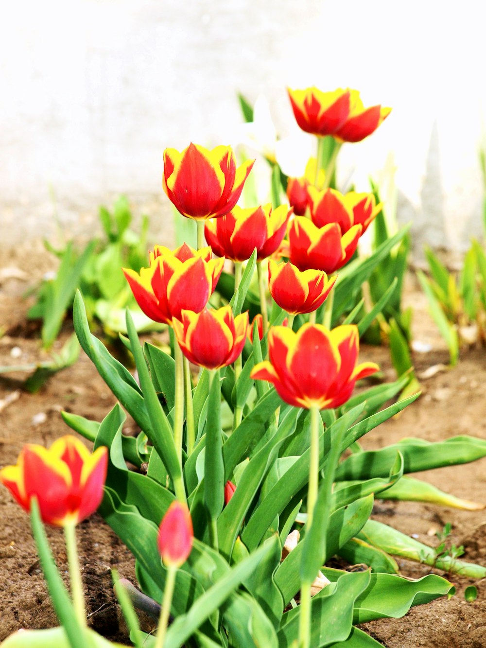 a bunch of red and yellow tulips in a garden