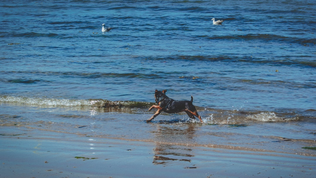 black dog running on seashore during daytime