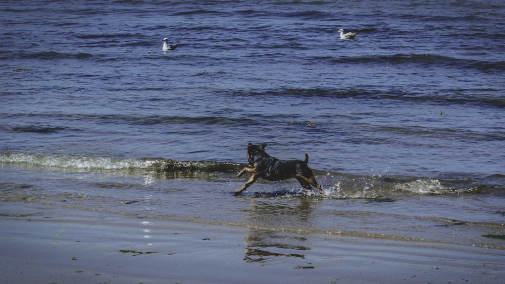 black dog running on seashore during daytime