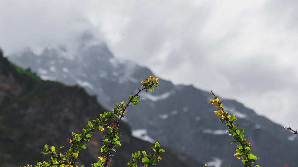 green plant