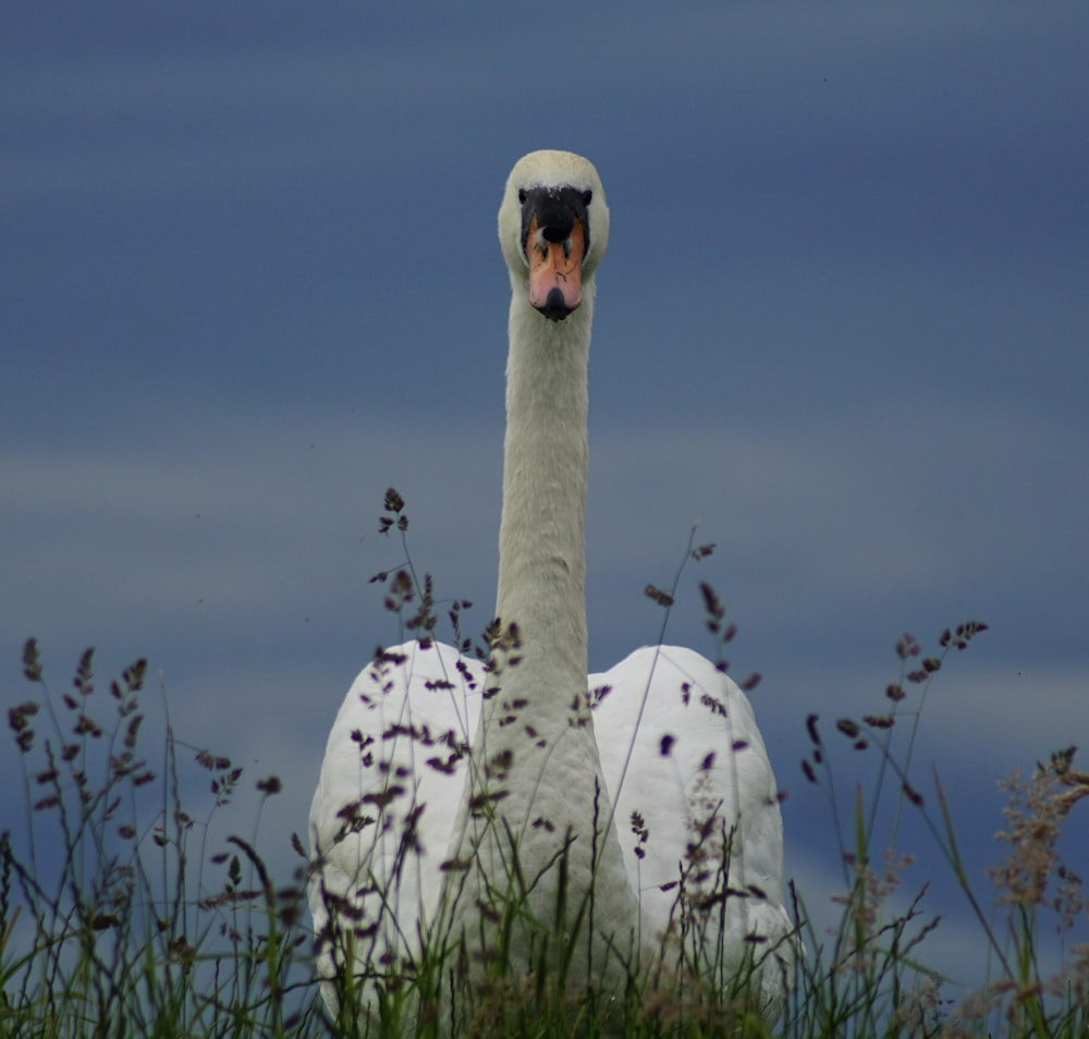 cisne branco na grama verde