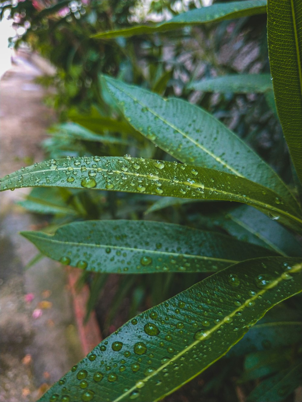 linear leaf green outdoor plant