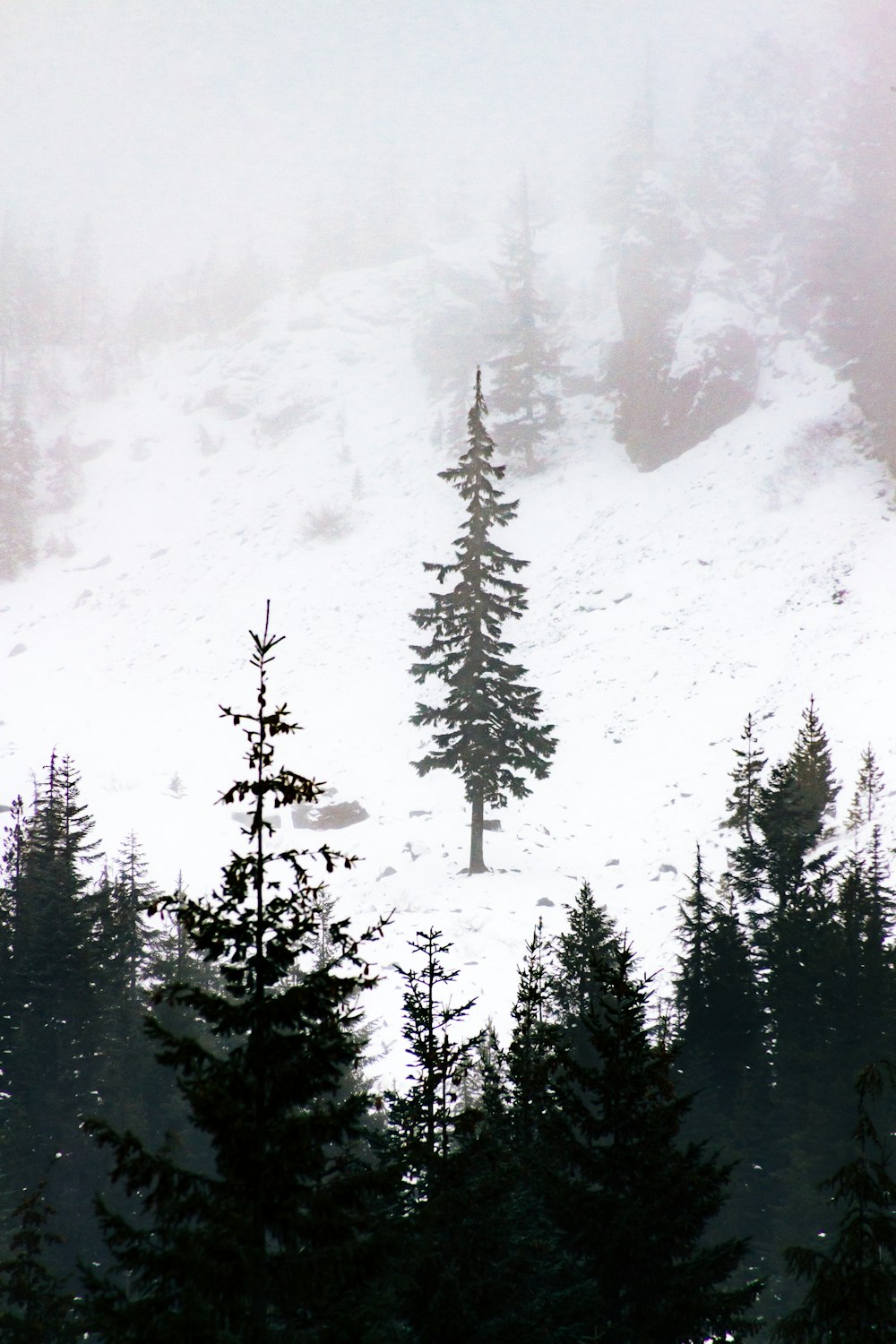 green-leafed trees