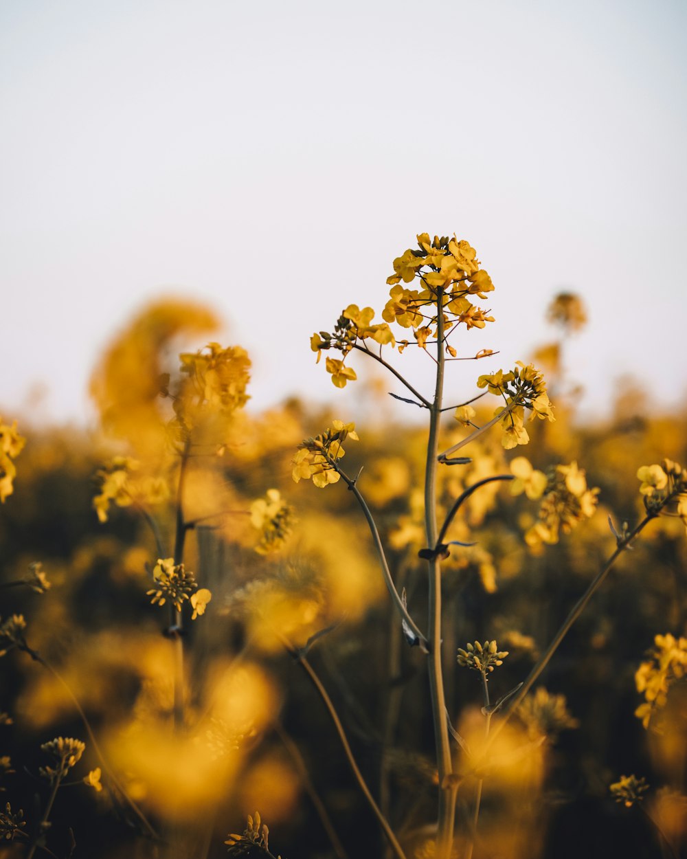 Foto de enfoque selectivo de flores amarillas